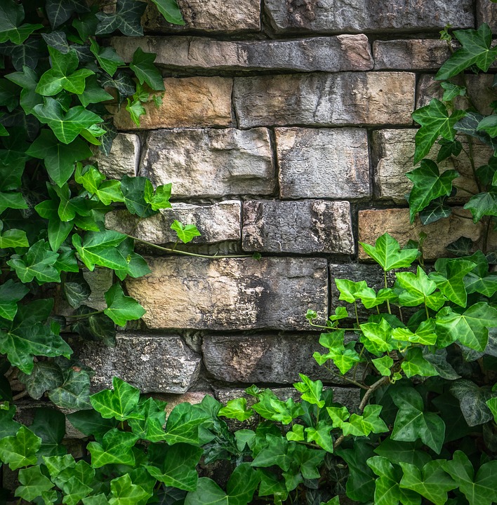 Ivy and other vining plants can cause some serious damage to your chimney and masonry. Learn about the dangers, as well as ways to prevent them in this article.