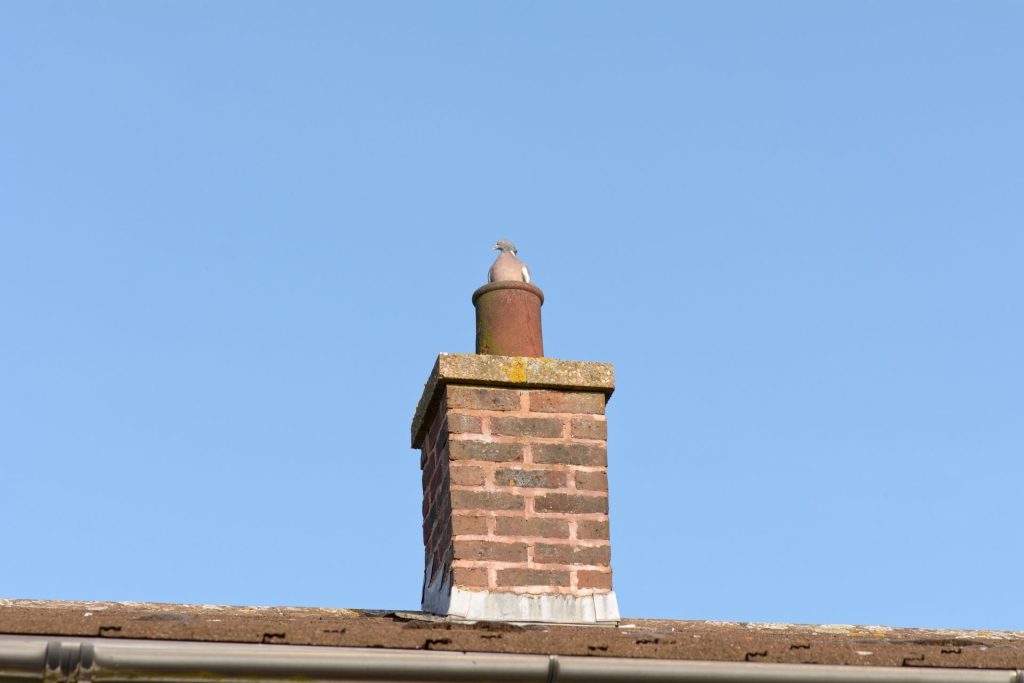 What To Do if There Are Birds and Animals in Your Chimney